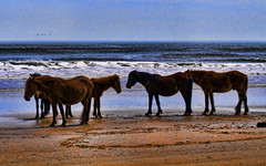 Outer Banks Mustangs #2 by Photo Geek