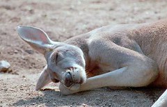 kangaroo-sleeping