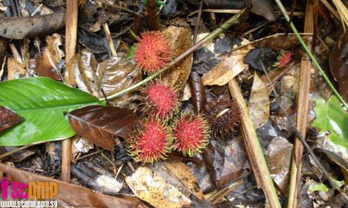 Tropical fruits galore at Bukit Timah Nature Reserve's mountain biking trail