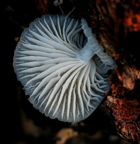 Beautiful Fungus