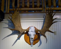 moose_skull