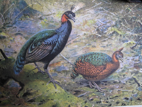 illustration of Afropavo that appeared in Chapin's Birds of the Belgian Congo