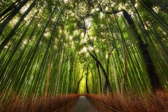 The Bamboo Forest and some great Twitter Lists...