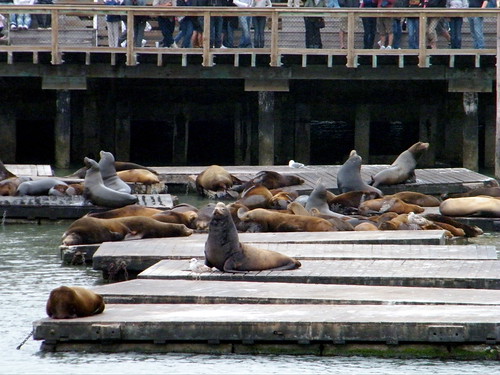 San Francisco - Sea lions