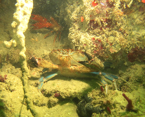 Blue swimmer crab