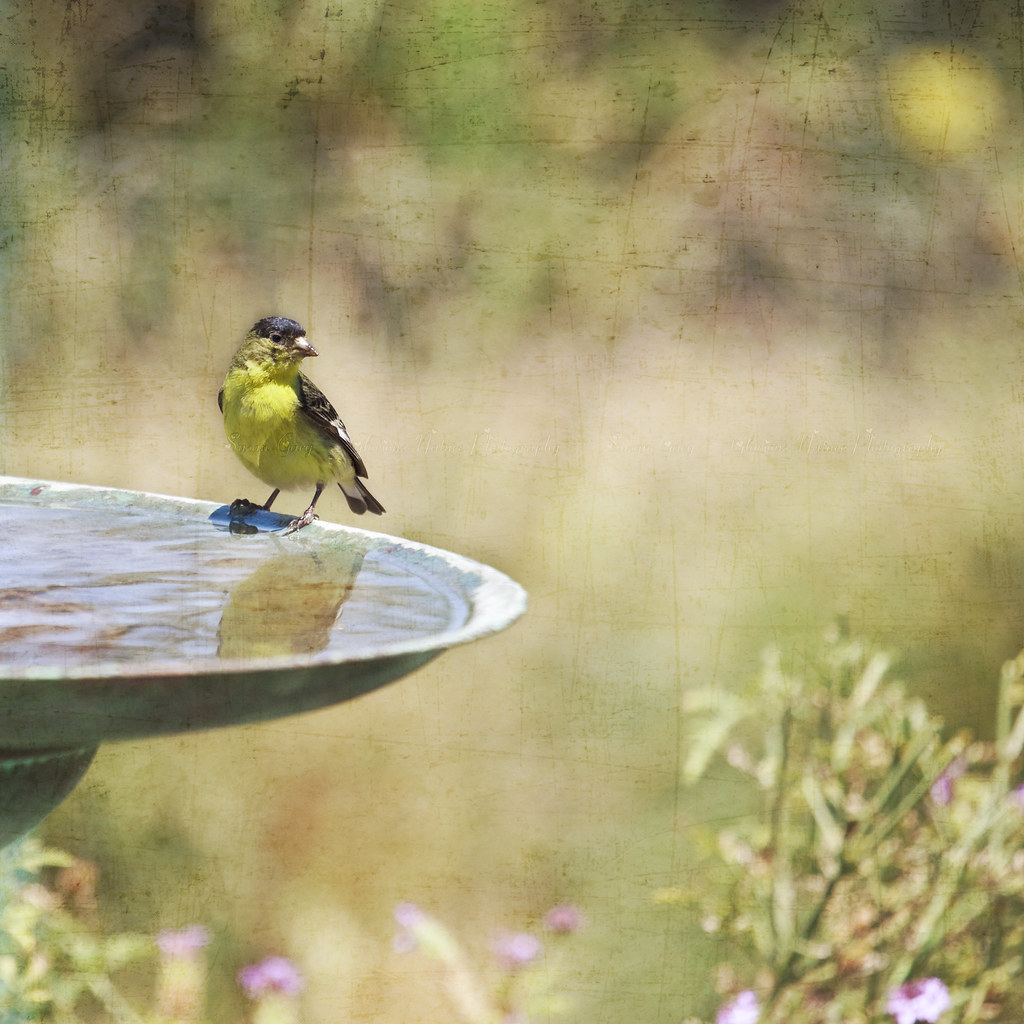 A Yellow Bird Upon a Fountain