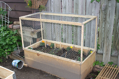 This is the most lopsided cage ever.  The fence is in the way, I got tangled in staples and chicken wire, and have no knack for building.  Ah well, itll do the job.