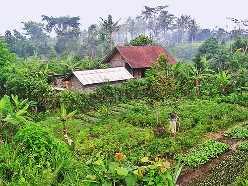 Side By Side Organic Farm - Bali by IngeHG.
