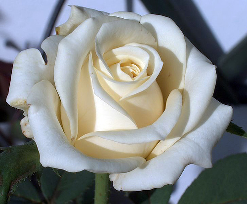 white rose drawing. White Rose