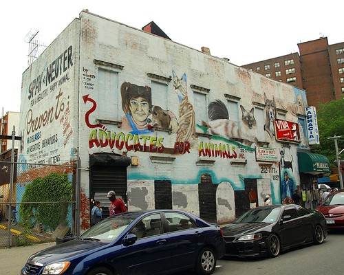 "Advocates for Animals" Graffiti Mural, Spanish Harlem NYC 