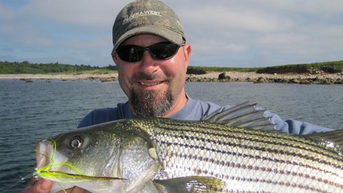Fly fishing for stripers