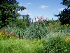 Grasses in the Landscape