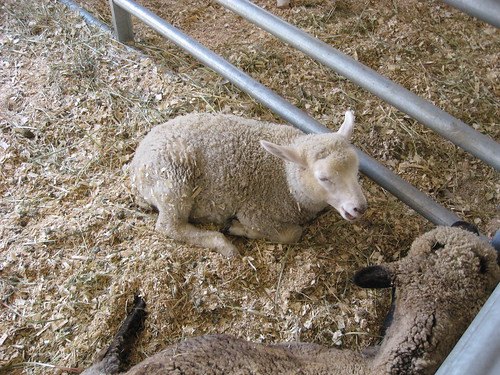 Sheep (by kwbridge)