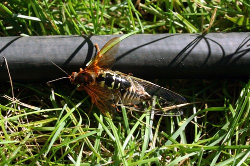 Cicada Killer Wasp. ant Cicada+killer+wasps+