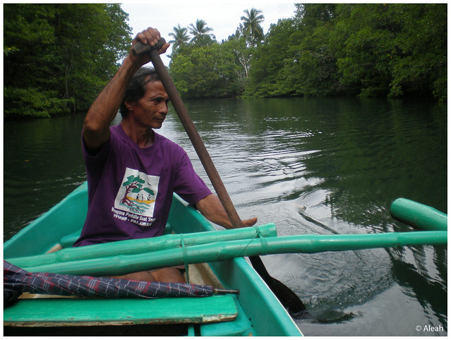 mangrove boatman