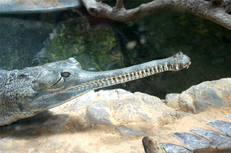 12_indian-gharial