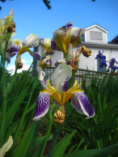 Irises 3