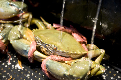 Mad Crab, Singapore Seafood Republic, Shinagawa