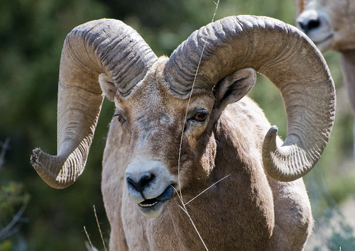 Bighorn Ram Having Problems with Lunch