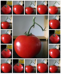 Homenaje al tomate