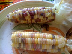 Corn from garden