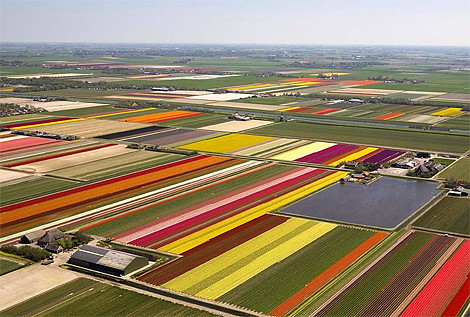 tulip_fields
