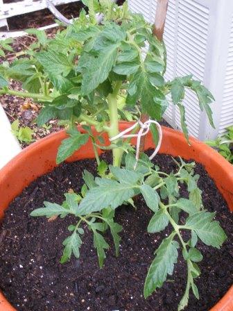 Tennessee Tomato Plant