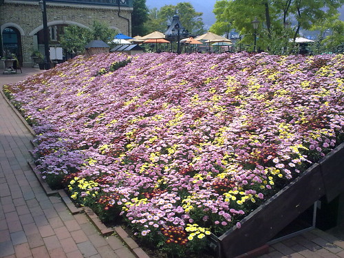 Shiroi Kobito Park-flowers