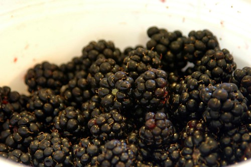 blackberries in bucket