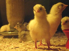 chicks @ farm tech