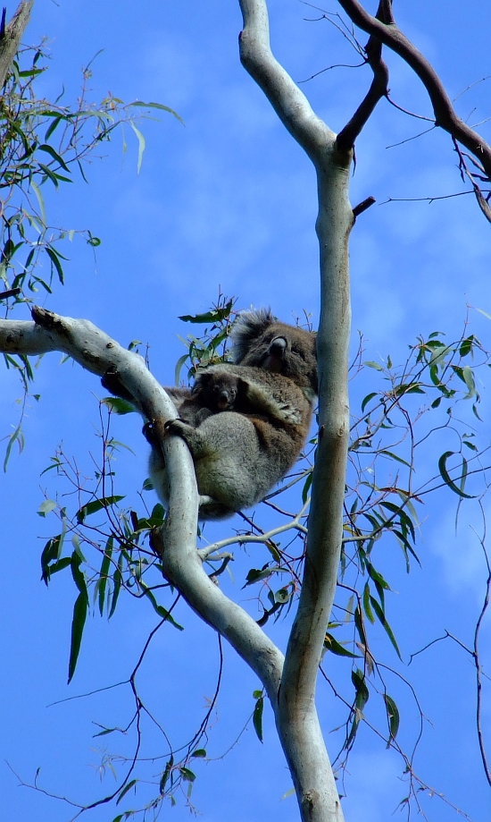 mama and baby koala 01