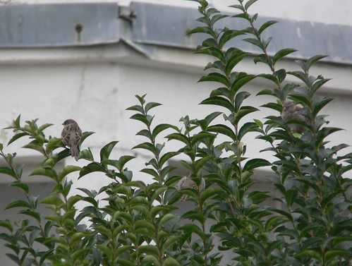 3 sparrows in a bush