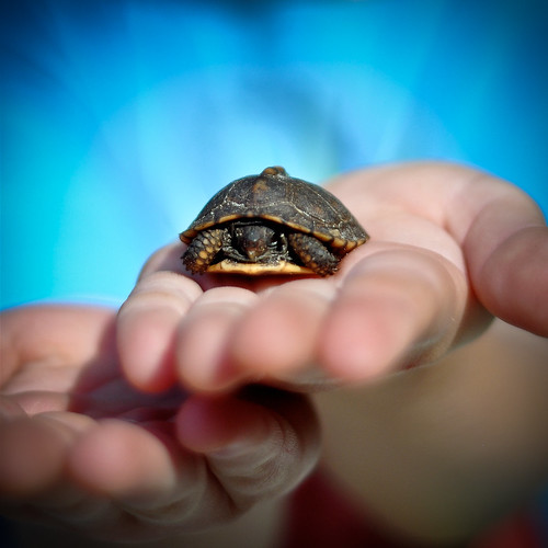 Day 51 - Baby Turtle
