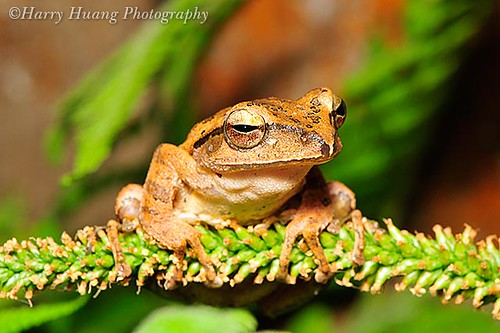 3_D305718-Frog, Taiwan 白頷樹蛙-青蛙-生態-兩棲類-微距