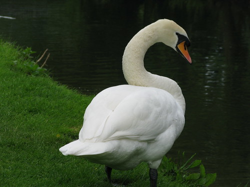 "S" is for swan
