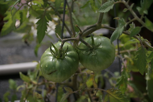 tomatoes_0717