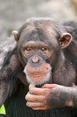 Confused chimp
