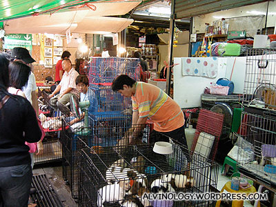 The pet zone in Chatuchak