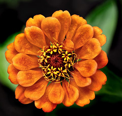 Orange-flower/Pruudisõlg