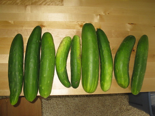1 day of cucumber haul