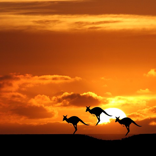 Австрилийский кенгуру в закате солнца