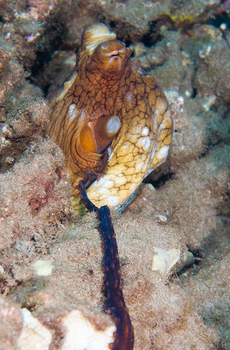 Day Octopus Mating