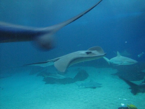sharks and manta rays, oh my