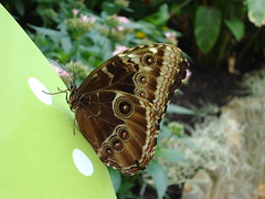 London 2009- Butterfly