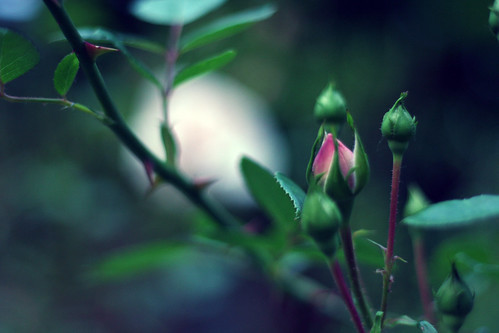  フリー画像| 植物| 薔薇/バラ| 蕾/つぼみ| 緑色/グリーン|       フリー素材| 