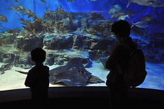 Melbourne 2009 - Melbourne Aquarium (15)