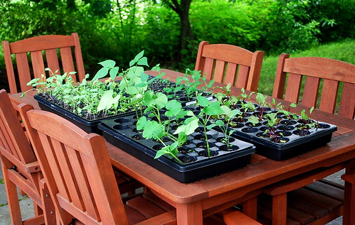 Seedlings on table 2