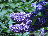 20090517-Hulda Klager Lilac Gardens - Flowers 10