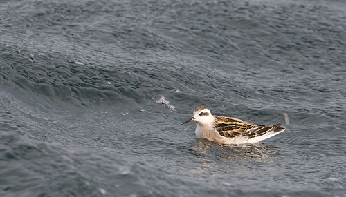 Can anyone ID this little seabird?