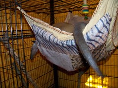 Pua in the new hammock